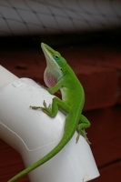 Anole